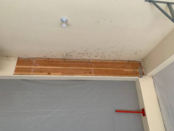 Mold Odor Removal Services in Great Neck Plaza, NY